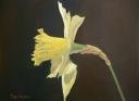 “Daffodil Portrait”