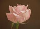 “Porcelain Rose”