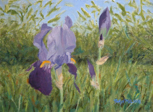 "Iris Patch"