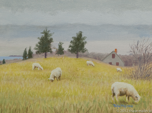 "Sheep, Allen Farm"